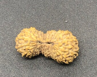 21 Mukhi Rudraksha from Java (Indonesia) Natural Twenty One Face Lord Kuber Rudraksha 23.45mm IGL Certified Exact Bead