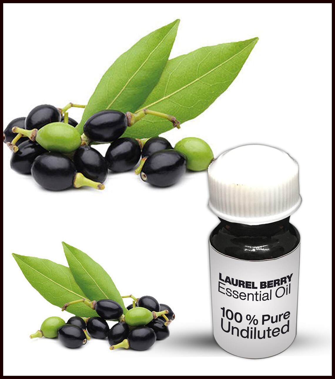 Natural Laurel Berry Oil / 100 Pure Laurel Berry Essential Etsy