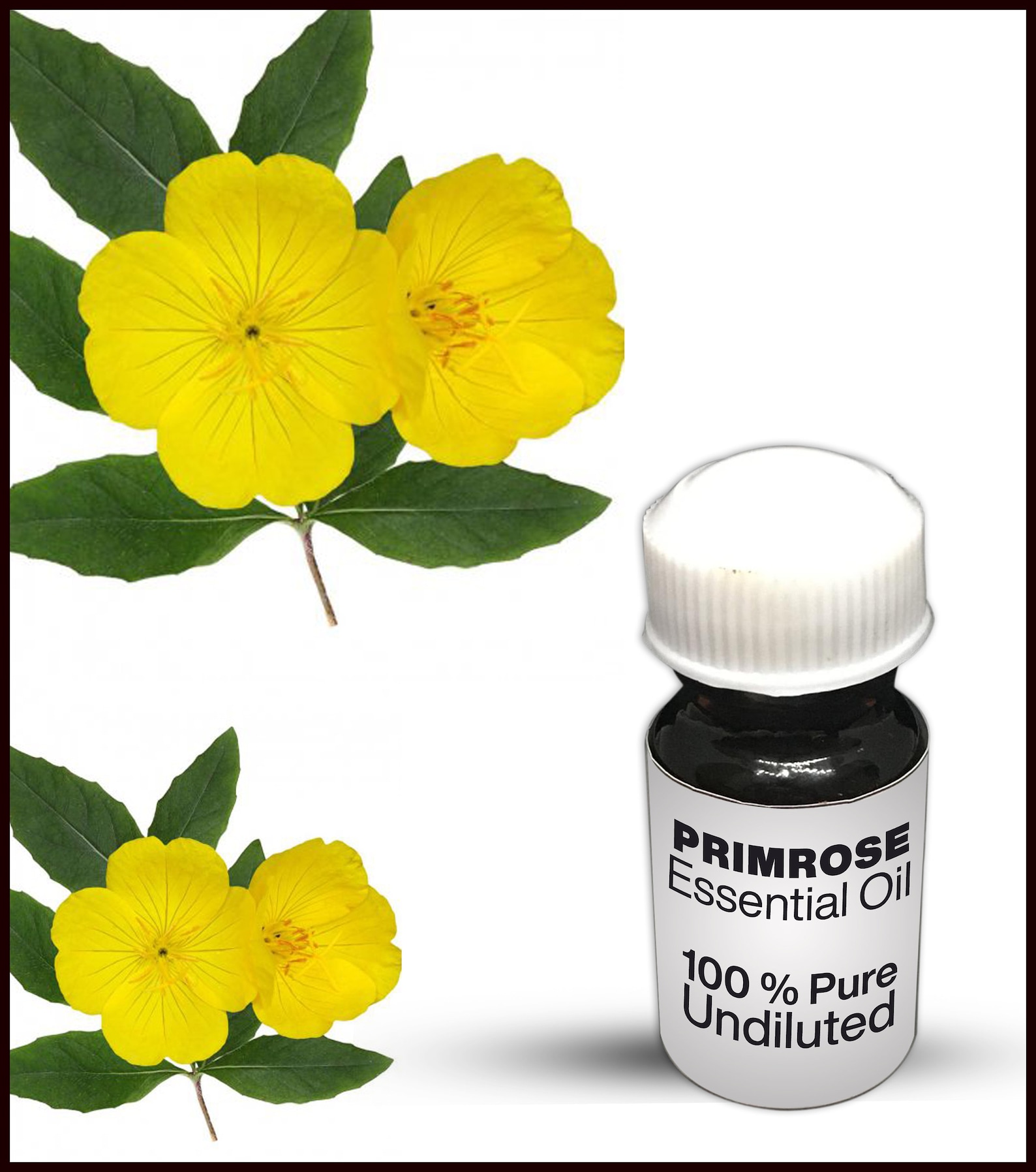Primrose Essential Oil / 100 Pure Primrose Essential Oil Etsy