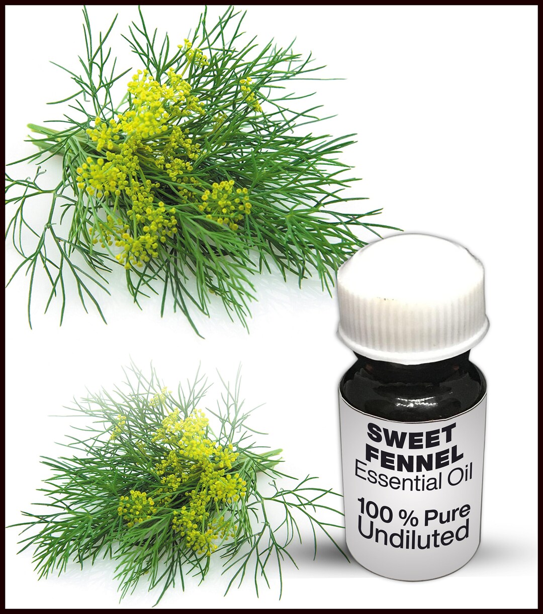 Sweet Fennel Essential Oil / 100 Pure Sweet Fennel Essential Oil