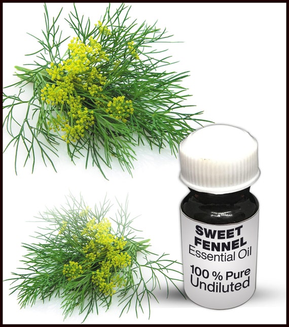 Sweet Fennel Essential Oil / 100 Pure Sweet Fennel Essential Etsy