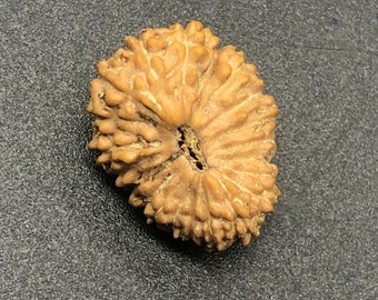 21 Mukhi Rudraksha from Java (Indonesia) Natural Twenty One Face Lord Kuber Rudraksha 16.80mm IGL Certified Exact Bead