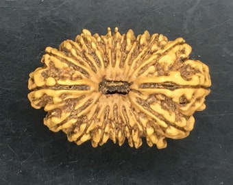 18 Mukhi Rudraksha From Nepal Natural Super Collected Bead 34.30mm 5.53 Gms IGL Certified Exact Bead