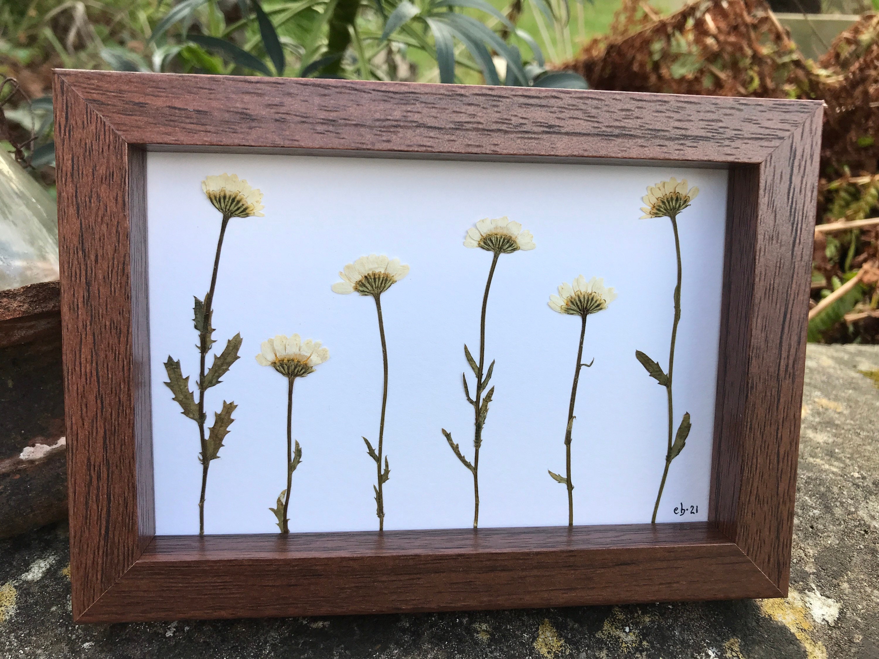 Daisy Pressed Flower Framed Picture Etsy