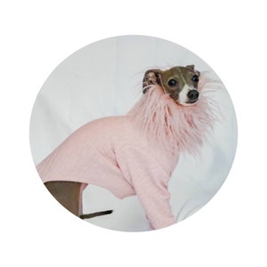 Luxury Italian Greyhound Outfit