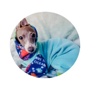May include: A small, gray and white Italian Greyhound dog wearing a blue and red fleece jumpsuit with the words "Save the Ocean" printed on it.