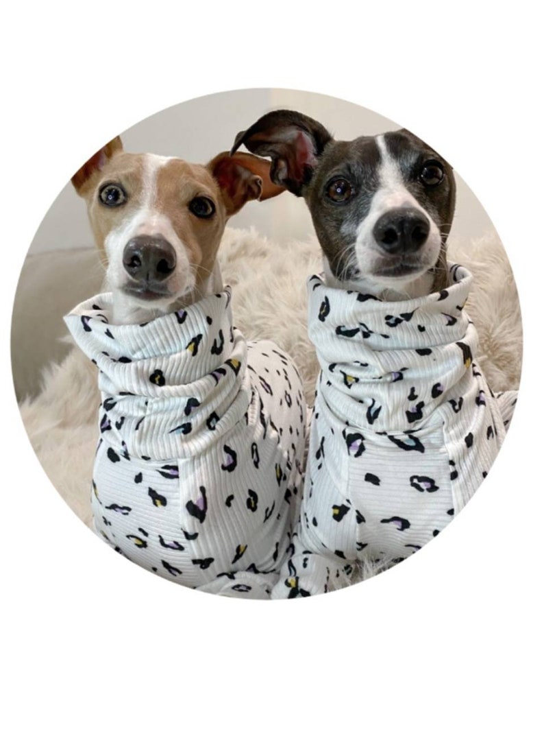 Op de afbeelding: Twee Italiaanse windhonden dragen witte en zwarte luipaardprint pyjama's met een rolkraag.