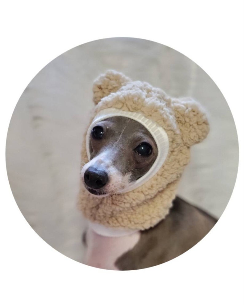 May include: A small, grey and white dog wearing a beige, fuzzy, bear-shaped hat with large, floppy ears.