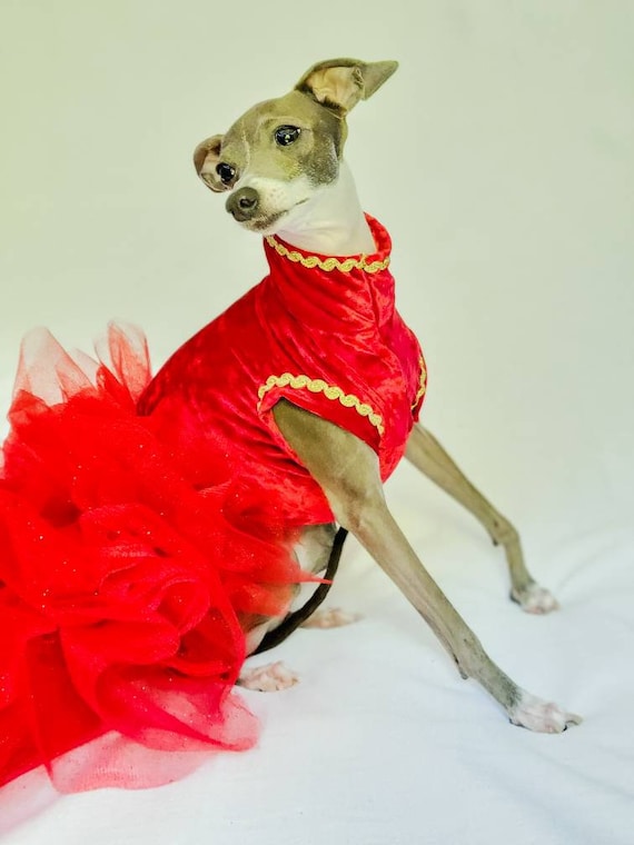 greyhound fancy dress outfits