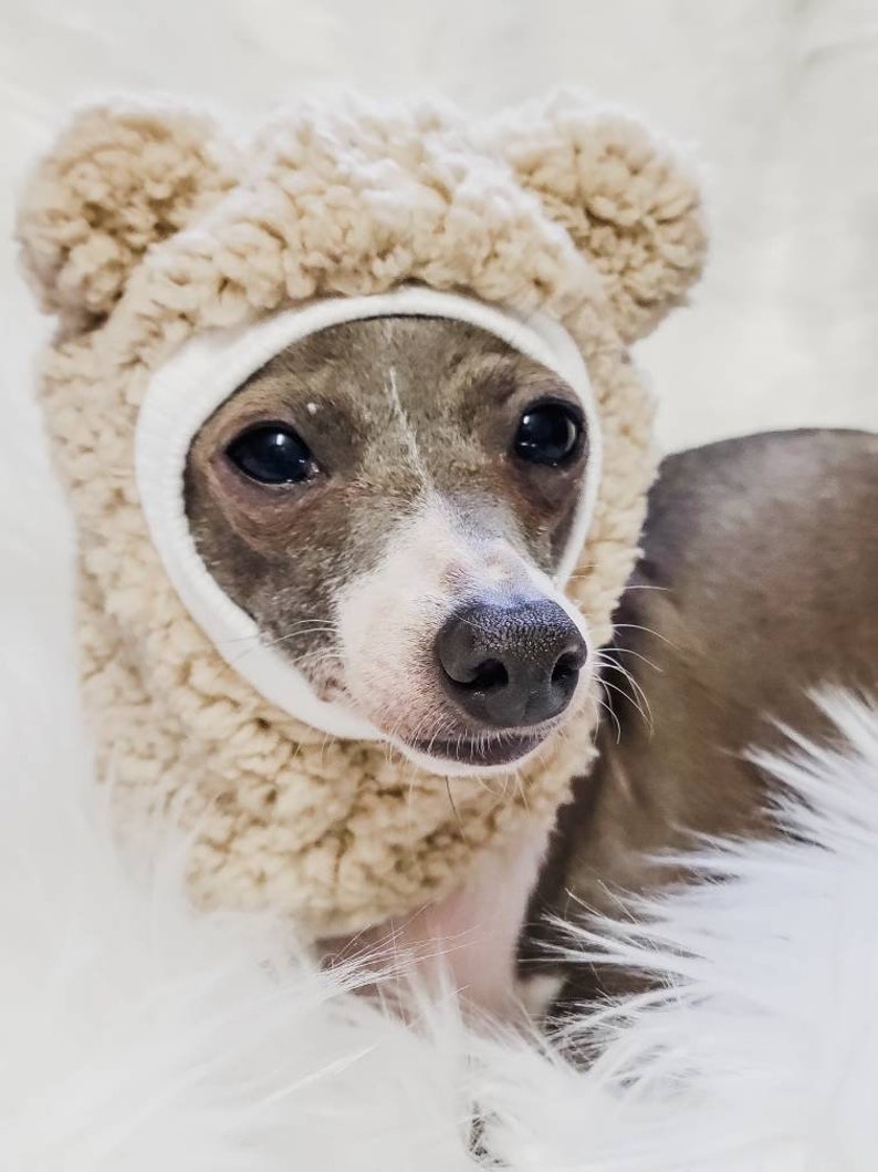 May include: A small, light brown dog wearing a beige fuzzy hat with bear ears. The dog is looking at the camera with a serious expression.