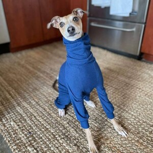 Op de afbeelding: Een kleine, bruine en witte hond die een blauwe trui met rolkraag draagt. De hond zit op een bruin geweven kleed.