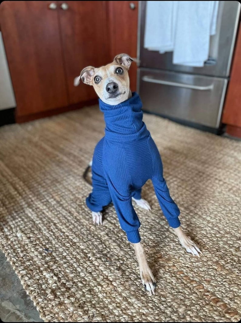 Op de afbeelding: Een kleine, bruine en witte hond die een blauwe trui met rolkraag draagt. De hond zit op een bruin geweven kleed.