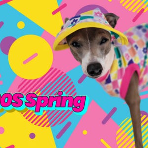 May include: A small dog wearing a yellow and multi-colored hat and a pink and multi-colored shirt with a 90s spring theme background.