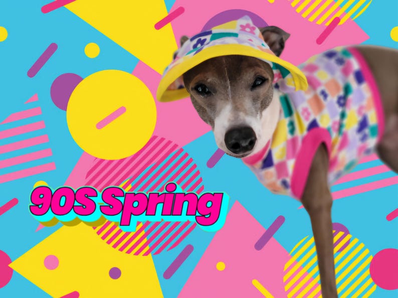 May include: A small dog wearing a yellow and multi-colored hat and a pink and multi-colored shirt with a 90s spring theme background.