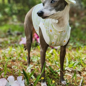May include: A small, grey and white Italian Greyhound dog wearing a light green and white daisy print shirt and a light brown sun hat. The dog is standing in a grassy area with green leaves and small yellow flowers.