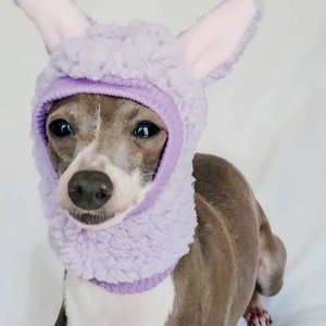 May include: A small grey and white dog wearing a lavender bunny costume with floppy ears. The costume is made of soft, fuzzy material.