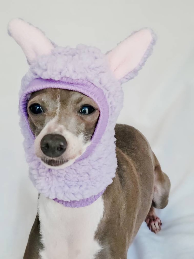 May include: A small grey and white dog wearing a lavender bunny costume with floppy ears. The costume is made of soft, fuzzy material.