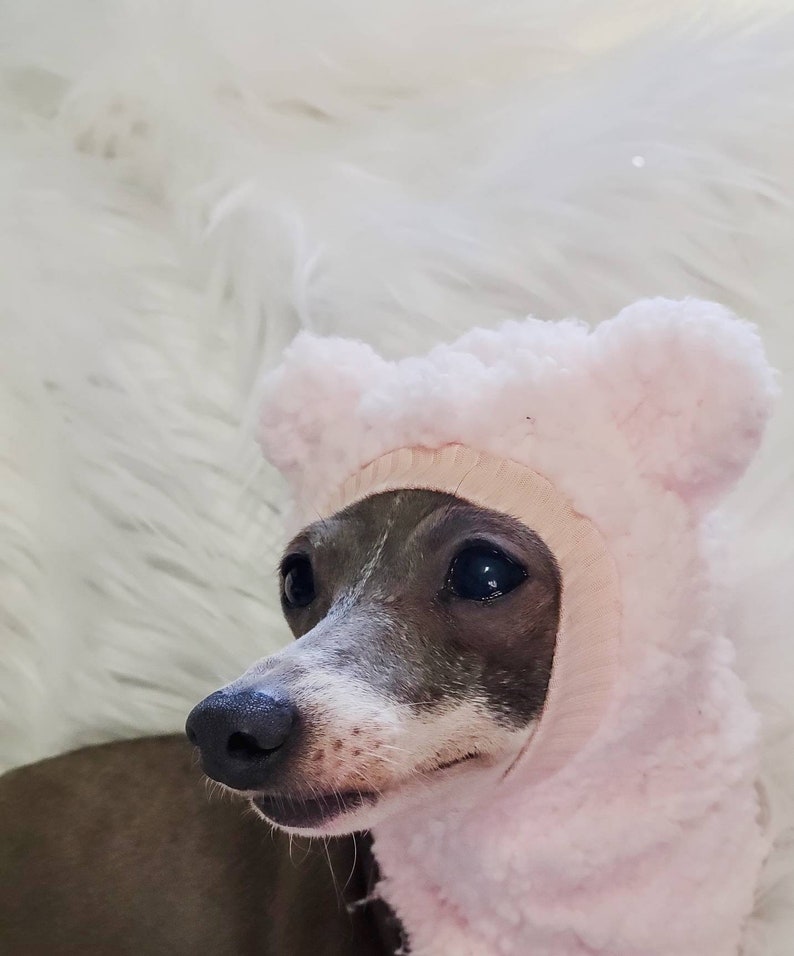 May include: A small, grey and white Italian Greyhound dog wearing a pink, fluffy, bear-shaped hooded sweater.
