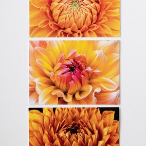 Dahlia Photo Notecards (5"x7"; set of 6; blank inside), Fine Art, Stationery, Gift Item