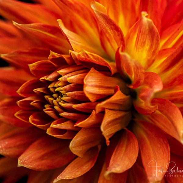 Flower Photograph: Fine Art Print, Dahlia Photo, Close-Up, Macro, Still Life, Home Decor, Wall Decor, Shelf Decor, Botanical