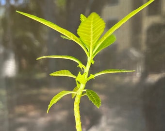 Dorstenia zanzibarica