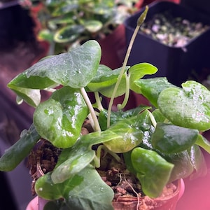 Dorstenia barnimiana