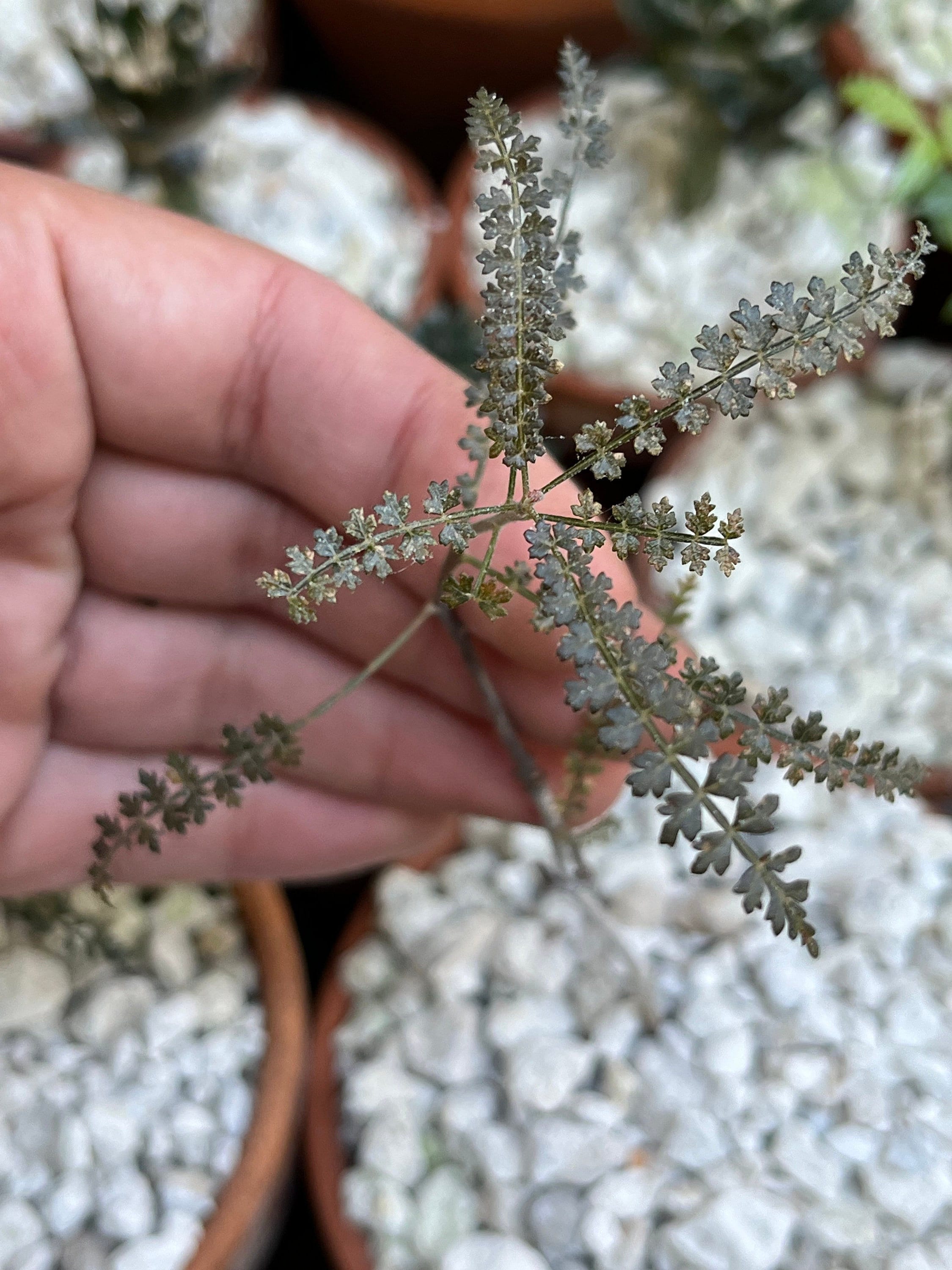 Boswellia Asplenifolia / Socotrana - Etsy