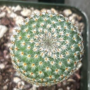 Mammillaria Crucigera - Etsy