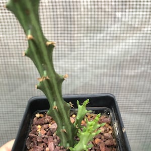 Euphorbia knuthii
