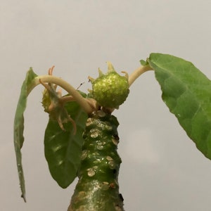 Dorstenia foetida