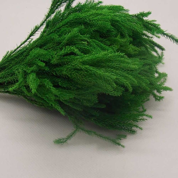 Paquet d’herbe Lycopodium préservé, bouquet d’herbe séchée, approvisionnement en herbe artisanale de bricolage, remplissage de boîte-cadeau, décoration de mariage à la maison