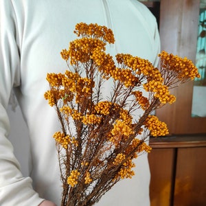 konservierte Reisblumen , getrocknete Australien Blumenstrauß, Trockenblumengesteck, Wohndekoration, Vasenfüllung, Hochzeit Blumengesteck