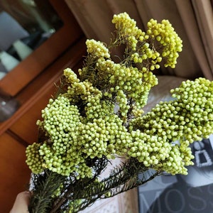 konservierte Reisblumen ， getrocknete Australien Blumen Bouquet ， Trockenblumen Gesteck ， DIY Bastelmaterialien ， Dekoration