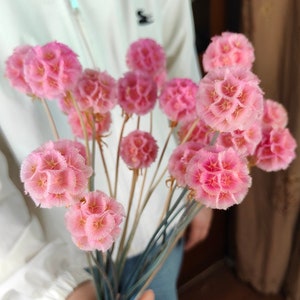 10/15 rosa Sacbiosa-Schoten, natürliche Sternblume, getrocknete Blumengesteck, DIY Bastelbedarf, trockene Blume für Vasenfüllung, Hochzeitsblumendekor