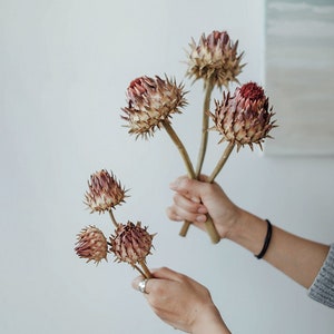 natural African Spiny flowers，dry protea flowers，dry flowers for vase，flowers arrangement，dry flower decor，boho decor，home  wedding decor