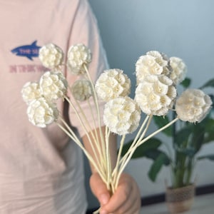 Konservierte Bleich-Sternblumenkugeln, natürliche Sacbiosa-Schotenbündel, Trockenblumengesteck, trockene Blume für Vasenfüllung, Haus- / Hochzeitsblumendekor