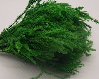 preserved  Lycopodium grass bundle，dried grass bunch，DIY craft grass supply，giftbox filling，home wedding decor