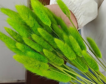 60 Steli Di Erba Coda Di Coniglio Lagurus Verde 50cm – Fiori Secchi Naturali Per Decorazioni Bohémien E Matrimoni - copertina