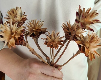 natuurlijke veren chrysantenstelen，gedroogde bloem，vaasvulling， boho-huisdecoratie，bruiloftbloemdecor，bloemstukken，drogebloemkunst