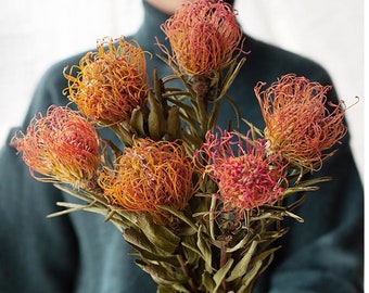 getrocknete Leucospermum Zweige,natura Leucospermum Bündel,rot orange Leucospermum,getrocknete Blumenarrange,Wohndeko,Hochzeitsblumen Deko