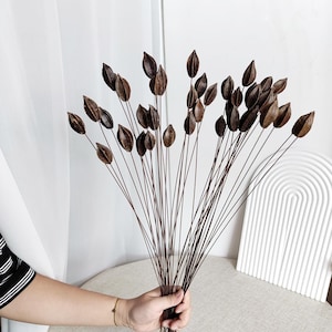 Puede incluir: Un ramo de vainas de semillas secas marrones con tallos largos. Las vainas están dispuestas en forma de abanico y están atadas juntas en la base.