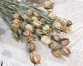 nigella pods bunch，dried  natural nigella flowers，dried flower arrangement，handcraft supply，home decor，boho Zakka decor