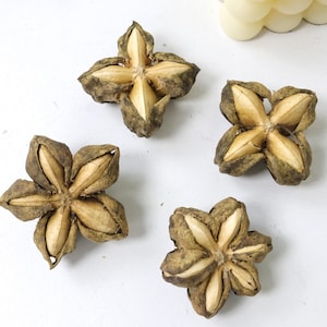 May include: Four dried sacha inchi seed pods arranged on a white surface. Two pods feature a four-pointed star shape, while the other two pods exhibit a five-pointed star shape. The pods have a dark brown, textured exterior and light tan interiors.