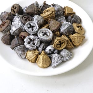 Torkade eukalyptusfrukter, naturliga frökapslar, DIY-pysseltillbehör för hantverk/ram/skålfyllning/potpurri/doftljus/heminredning