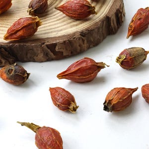 Puede incluir: Frutos de gardenia secos, de color marrón rojizo, dispersos sobre una superficie blanca y una rodaja de madera. Los frutos, con forma de lágrima y tallo, presentan una superficie texturizada. La rodaja de madera tiene un borde natural e irregular.