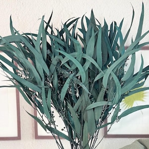 natural eucalyptus leaves bunches,preserved parvafolia eucalyptus,flower arrangement,dried leaves for vase,home/weeding eucalyptus decor