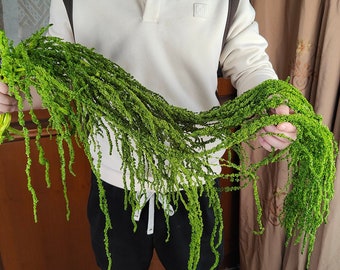 Preserved Green hanging Amaranthus，dried hanging Amaranthus，hanging wall decor， flowers arrangement，wedding  arch decor，Retro Home decor