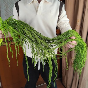 Könnte beinhalten: Eine Person hält eine lange Strähne aus grünem, gefiedertem Laub. Das Laub ist sehr lang und hängt in einer Kaskade herunter.