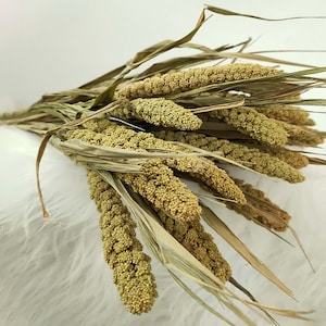 dry millet bunch，10 stems，natural millet branches，millet grain，flowers arrangement，DIY craft supply for bouquet ，wreath，home decor，