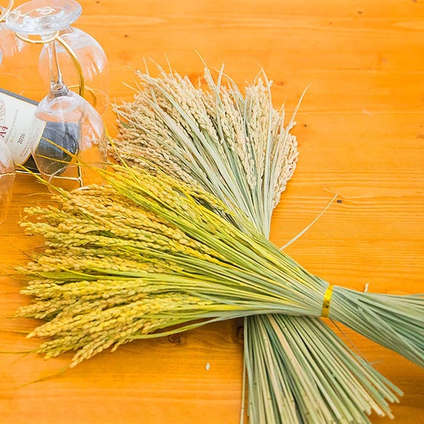natural rice grass bouquet，dried wheat grass bouquet，natural rice grass for vase filler，kitchen desktop decoration，wedding flowers decor